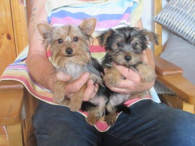 Yorkshire Terrier puppies in Carlow